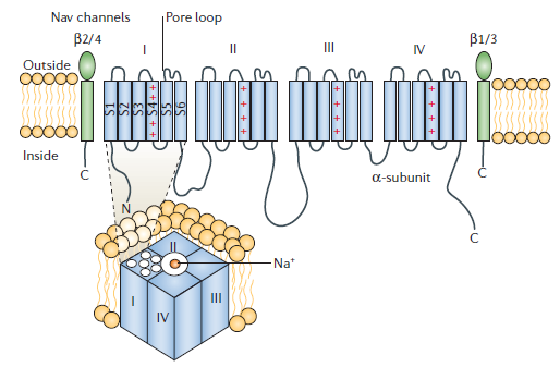 Az AIS kialakulása 1. proximális axonban ankyring felhalmozódás (IkBa foszforiláció inaktiváció ) Na V 2.