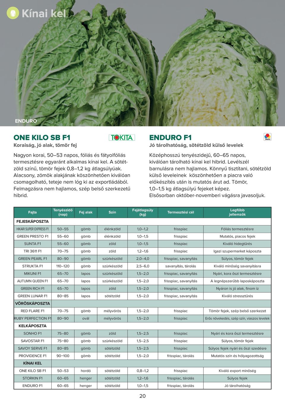 Fel mag zás ra nem haj la mos, szép bel ső szer ke ze tű hib rid. ENDURO F1 Jó tárolhatóság, sötétzöld külső levelek Középhosszú tenyészidejű, 60 65 napos, kiválóan tárolható kínai kel hibrid.