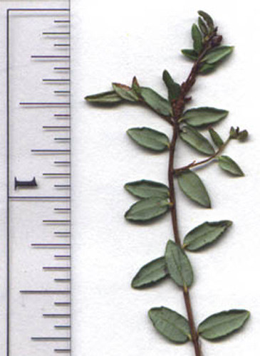 Vaccinium