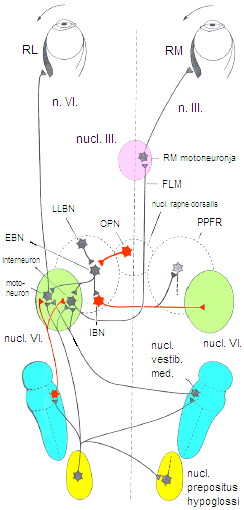 (7,21,88,89,90). A szünetsejtek a középvonali FR-ban, a nucl. raphe interpositusban helyezkednek el, fő feladatuk a saccadok kialakulásának gátlása (91,92). 9.