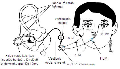 pályát a pontin FR érintése miatt reticularis, míg az előzőt extrareticularis pályának is nevezzük.