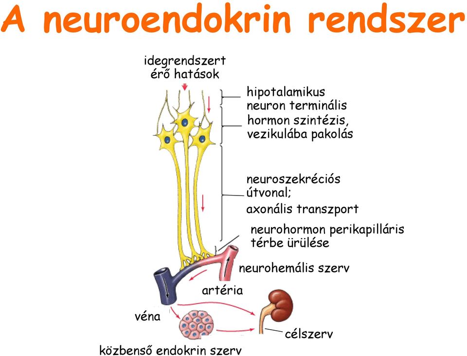 neuroszekréciós útvonal; axonális transzport neurohormon