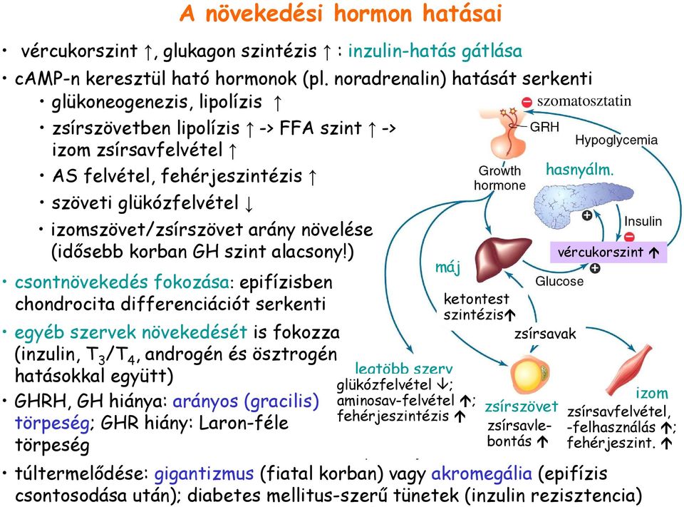 noradrenalin) hatását serkenti glükoneogenezis, lipolízis zsírszövetben lipolízis -> FFA szint -> izom zsírsavfelvétel AS felvétel, fehérjeszintézis szöveti glükózfelvétel izomszövet/zsírszövet arány