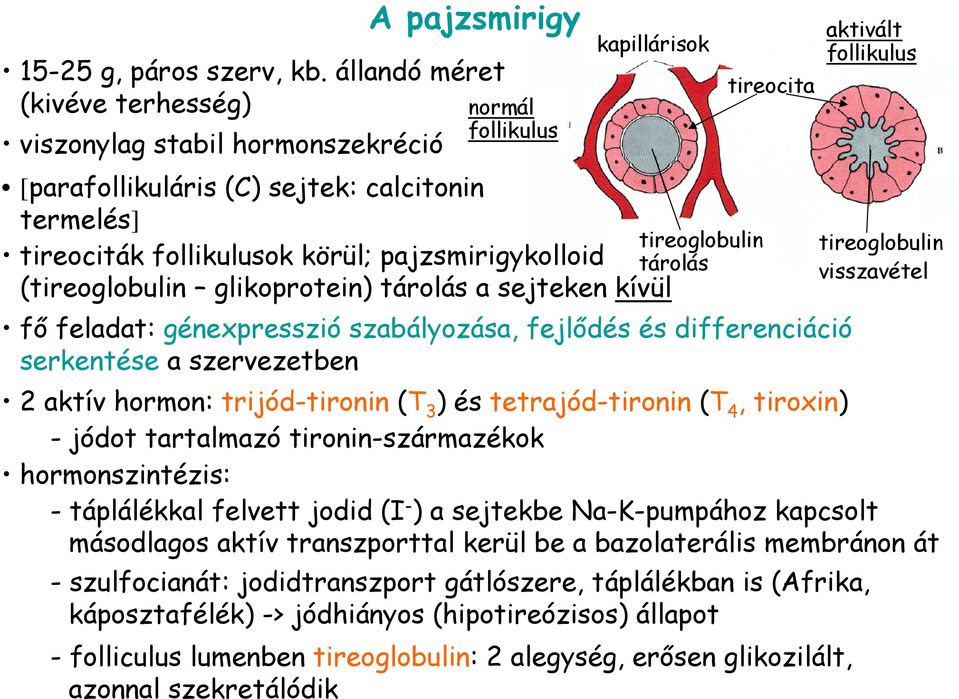 (tireoglobulin glikoprotein) tárolás a sejteken kívül tireoglobulin tárolás tireocita fı feladat: génexpresszió szabályozása, fejlıdés és differenciáció serkentése a szervezetben 2 aktív hormon: