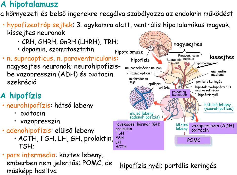 paraventricularis: hipofízis nagysejtes neuronok; neurohipofízisbe vazopresszin (ADH) és oxitocin mediana neuroszekréciós neuron eminantia chiazma opticum portális keringés szekréció A hipofízis