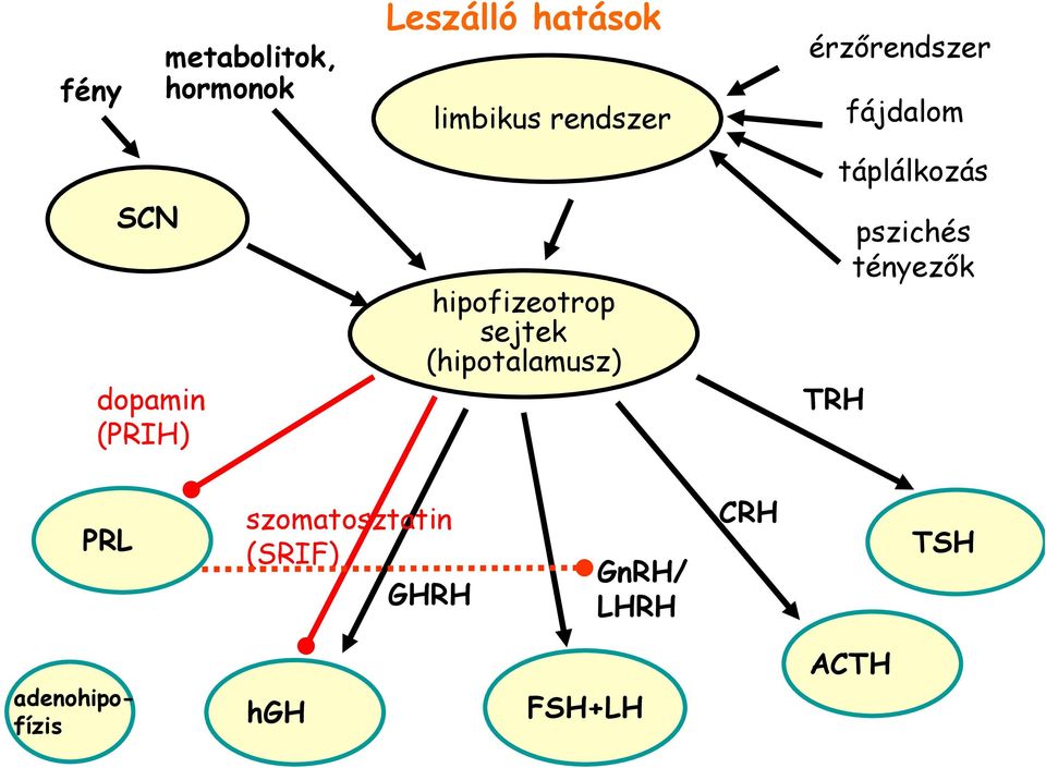 hipofizeotrop sejtek (hipotalamusz) TRH pszichés tényezık PRL