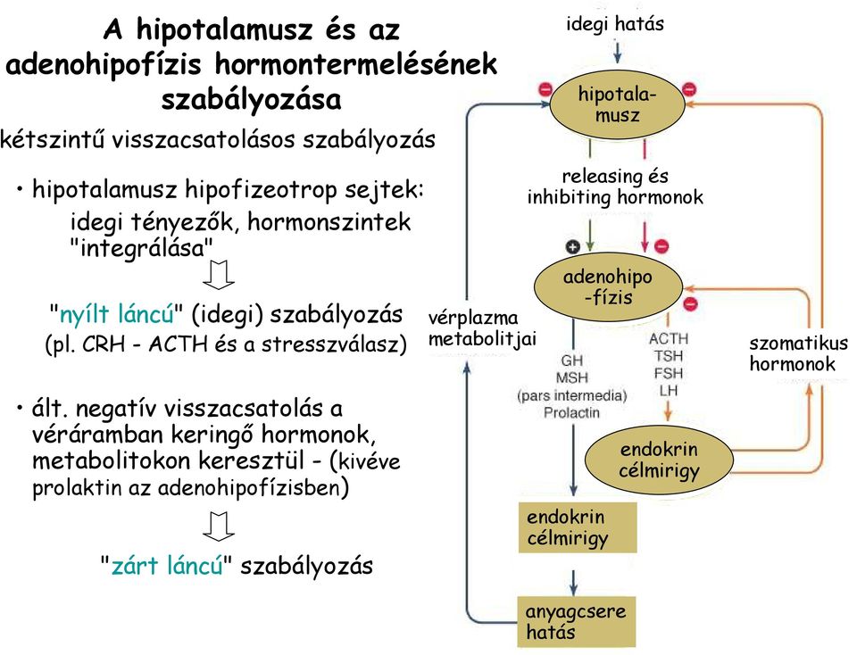 CRH - ACTH és a stresszválasz) vérplazma metabolitjai idegi hatás hipotalamusz releasing és inhibiting hormonok adenohipo -fízis szomatikus