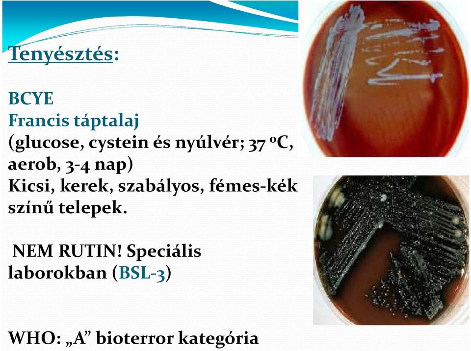 kerek, szabályos, fémes-kék színű telepek.