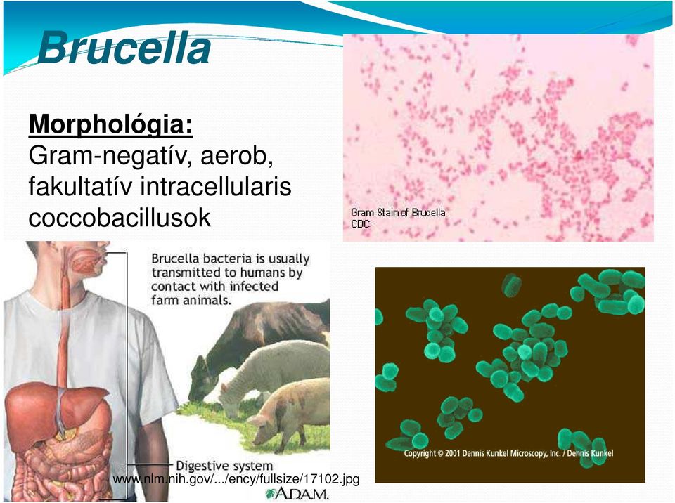 intracellularis coccobacillusok