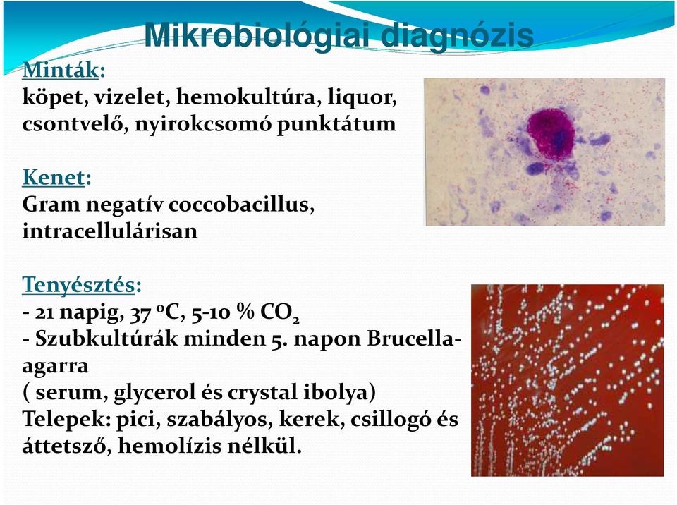 21 napig, 37 oc, 5-10 % CO2 - Szubkultúrák minden 5.