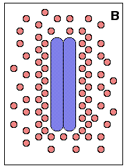 III. Van der Waals-kölcsönhatások Apoláris molekulákban/molekularészekben időlegesen kialakuló dipólus egy másik apoláris molekulában dipólust indukál Közöttük vonzó (diszperziós, vagy London-féle)