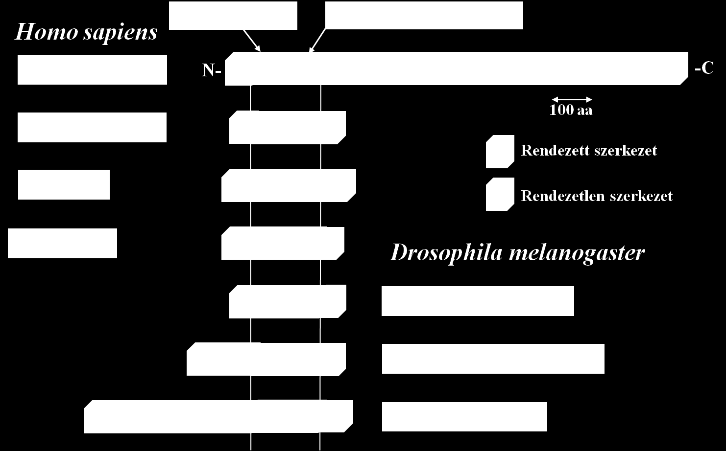 5. Ábra: Humán és Drosophila glikogénkötő foszfatáz alegységek összehasonlítása (Kerekes és mtsai.