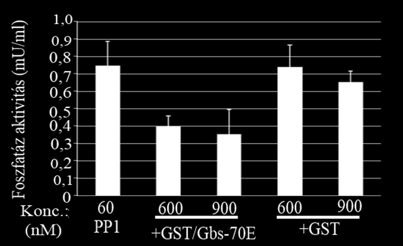 A szedimentációs kísérlet mintáinak Western blottal való vizsgálata szerint a Gbs-70E fehérje a pellet frakcióban mutatható ki a glikogén mellett (11. A ábra).