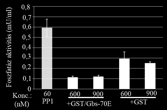 A 12. ábra szerint a rekombináns GST/Gbs-70E PA fehérje koncentrációfüggő módon gátolja a PP1c aktivitást a foszforiláz-a szubsztrát jelenlétében.