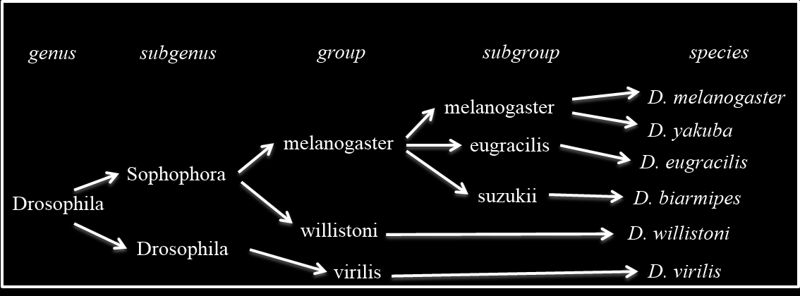16. Ábra: A vizsgált Drosophila fajok és filogenetikai viszonyai Az ábra a vizsgált Drosophila fajokat és a jelenleg ismert evolúciós viszonyukat mutatja be a http://flybase.