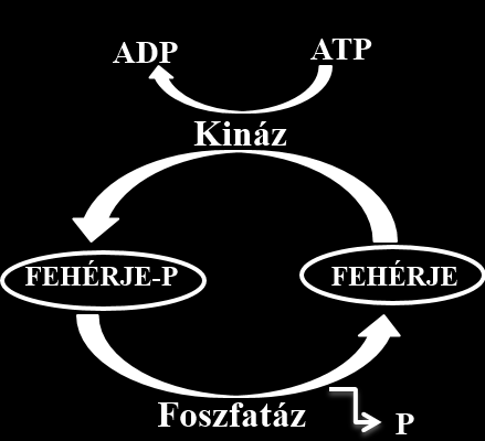 3.2 Foszforiláció, defoszforiláció - kinázok, foszfatázok A foszforiláció és a defoszforiláció folyamata az egyik legfontosabb reverzibilis poszttranszlációs módosítási mechanizmus, amely egy