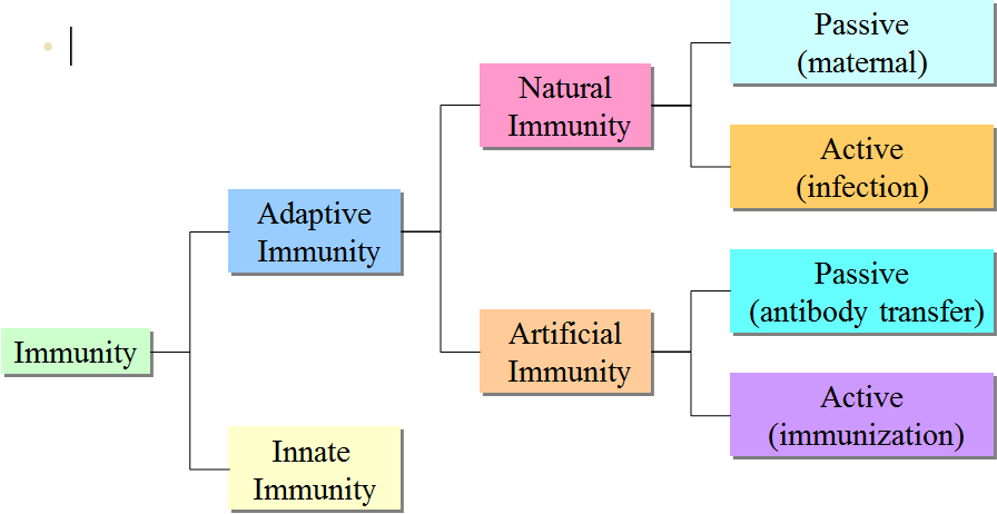 Immunrendszer 2015. 10. 21. Összevont szeminárium Az immunrendszer osztályozása Természetes immunitás Anyai antitestek átadása anyatejjel vagy a placentán keresztül.