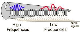 36-12. ábra. A n. acusticus akciós potenciál frekvenciájának, valamint a membrana basilaris kitérésének frekvenciafüggése (hangolási görbe) Mössbauer spektroszkópiás mérés alapján. P. M. Sellick, et al.