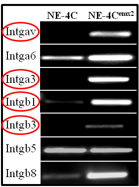 26. Ábra: Az emx2 expresszió hatására, az NE-4C sejtek integrin-készlete megváltozott. (RT-PCR) A kísérlet során azoknak az integrineknek az expresszióját vizsgáltuk az indukálatlan NE-4C ill.