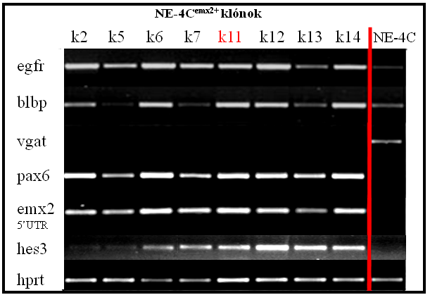 A pax6 gén mellett, a blbp radiális glia marker is emelkedett expressziós szintet mutatott az NE-4C emx2+ klónok többségében, köztük az általunk részletesebben vizsgált k11 klónban (27. Ábra). 27.