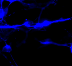 neurális tenyészetekre (B) helyeztük. 3, kokultúrában eltöltött nap után fixáltuk a sejteket, és MAP2-re (idegsejt marker, kék) (A) és GFAP-re (asztroglia marker, piros) (B) festettük őket.