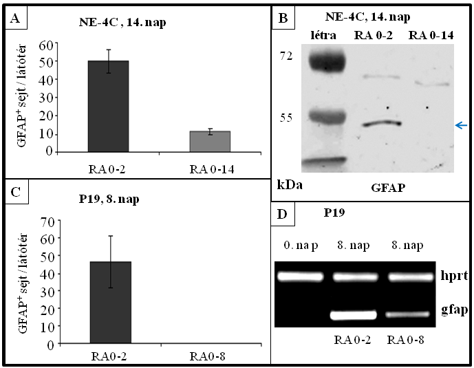 A proneurális gén ngn2 a RA-as és RA mentes indukció során is expresszálódott. A gfap-mrns (A), és GFAP-pozitív sejtek (DAB-es előhívás) (B) csak a RA-val indukált tenyészetekben voltak kimutathatók.