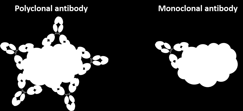 Alapfogalmak - monoklonális és poliklonális ellenanyag (készítmények)* http://absoluteantibody.