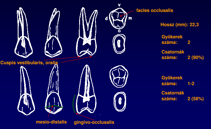 Dentes