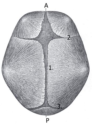 2. Stura