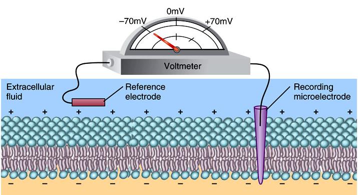 membránpotenciál (mv) A sejtek membránpotenciálja (MP) nyugalomban valamennyi élő sejt belseje negatív a külső felszínhez képest: negatív nyugalmi potenciál (E m : -30 és -90 mv [millivolt] között)