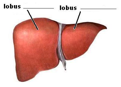 malleolus medialis vena superficialis musculus profundus facies plantaris ligamentum posterius arteria coronaria dextra musculus