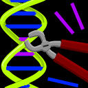 Expressziós konstrukciók RE (restrikciós enzim) RE RE RE plazmid promóter STOP ATG GÉN (kódoló régió STOP jel) GFP plazmid frame unc-54 3 UTR Minden génre