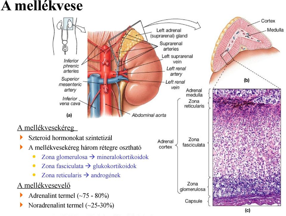 mineralokortikoidok Zona fasciculata glukokortikoidok Zona