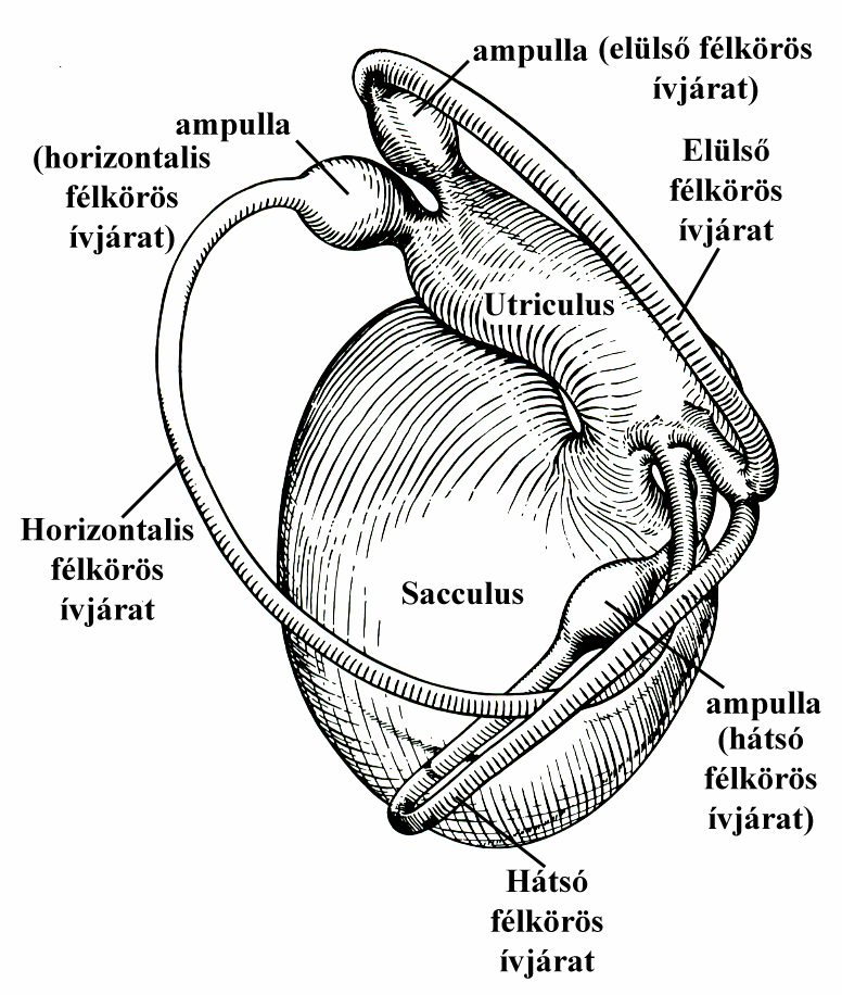 2. Irodalmi áttekintés 2. 1.