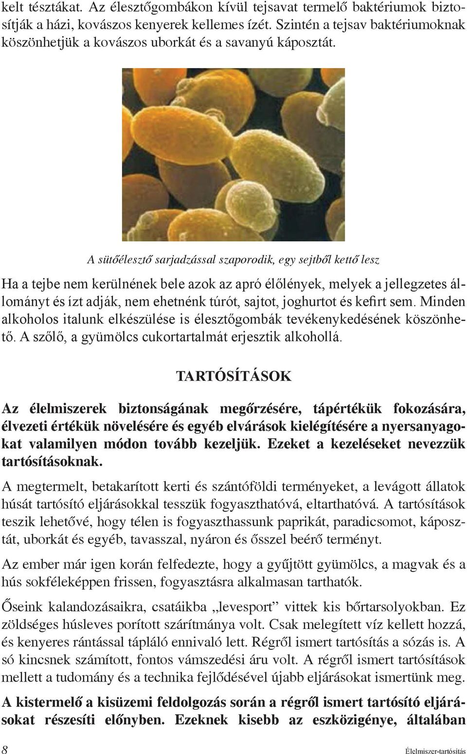 A sütőélesztő sarjadzással szaporodik, egy sejtből kettő lesz Ha a tejbe nem kerülnének bele azok az apró élőlények, melyek a jellegzetes állományt és ízt adják, nem ehetnénk túrót, sajtot, joghurtot