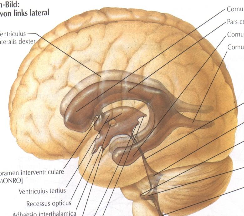 Plexus choroideus