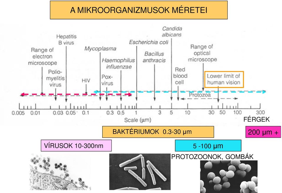 3-30 µm 200 µm + VÍRUSOK