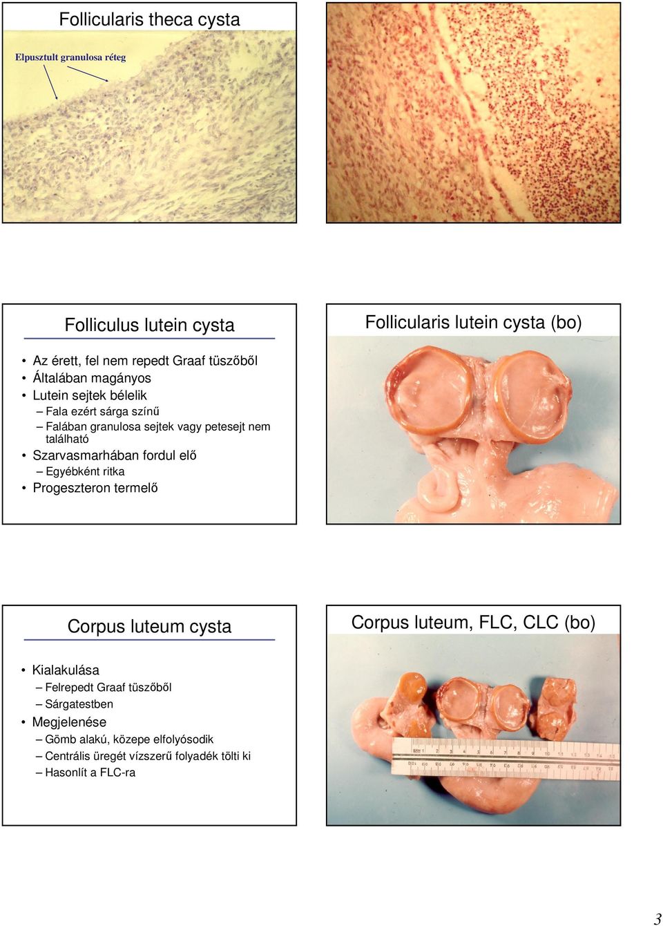 Szarvasmarhában fordul elı Egyébként ritka Progeszteron termelı Corpus luteum cysta Corpus luteum, FLC, CLC (bo) Kialakulása