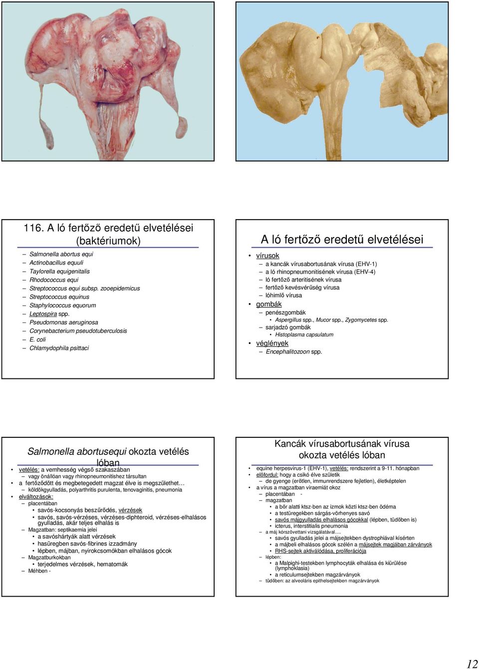 coli Chlamydophila psittaci A ló fertızı eredető elvetélései vírusok a kancák vírusabortusának vírusa (EHV-1) a ló rhinopneumonitisének vírusa (EHV-4) ló fertızı arteritisének vírusa fertızı