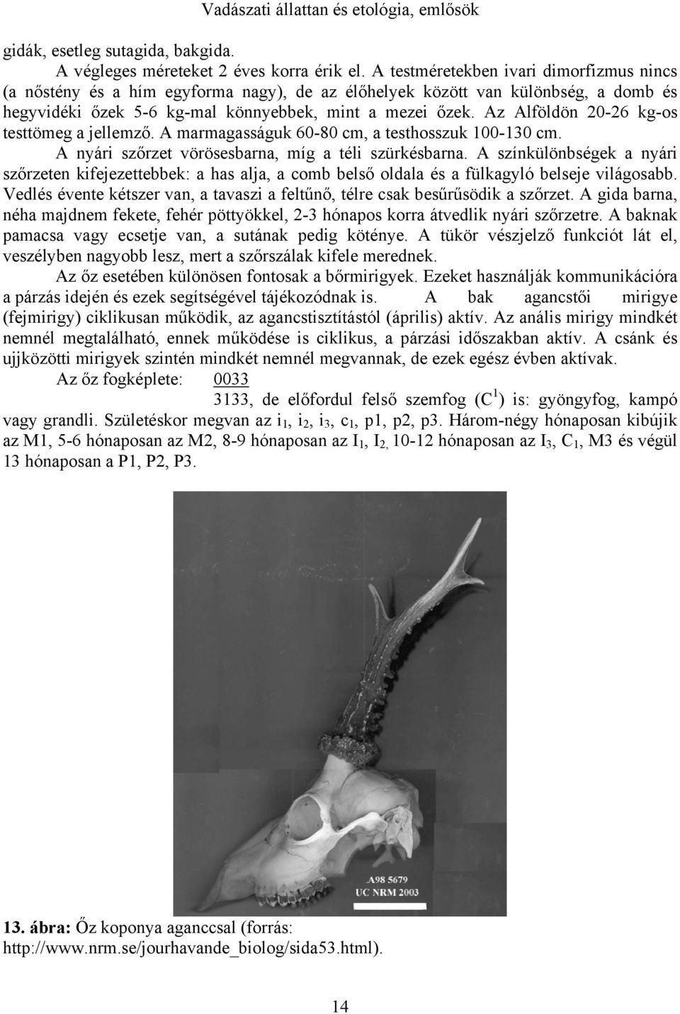 Az Alföldön 20-26 kg-os testtömeg a jellemző. A marmagasságuk 60-80 cm, a testhosszuk 100-130 cm. A nyári szőrzet vörösesbarna, míg a téli szürkésbarna.