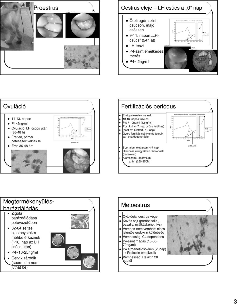 Fertilizációs periódus 11-13.