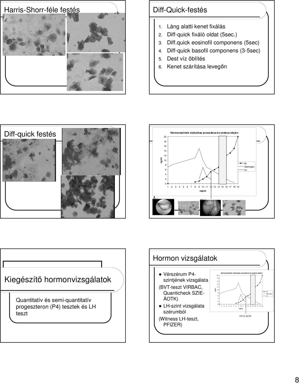 . Diff-quick festés Hormonszintek alakulása prooestrus és oestrus idején 1 1 1 ng/ml 1 P LH 1 3 5 7 9 11 1 13 1 15 1 17 1 19 OVULÁCIÓ Hormon vizsgálatok Quantitatív és