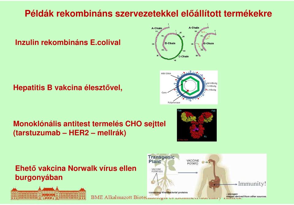 colival Hepatitis B vakcina élesztővel, Monoklónális