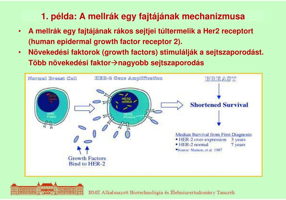 epidermal growth factor receptor 2).
