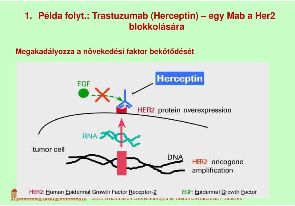 egy Mab a Her2 blokkolására