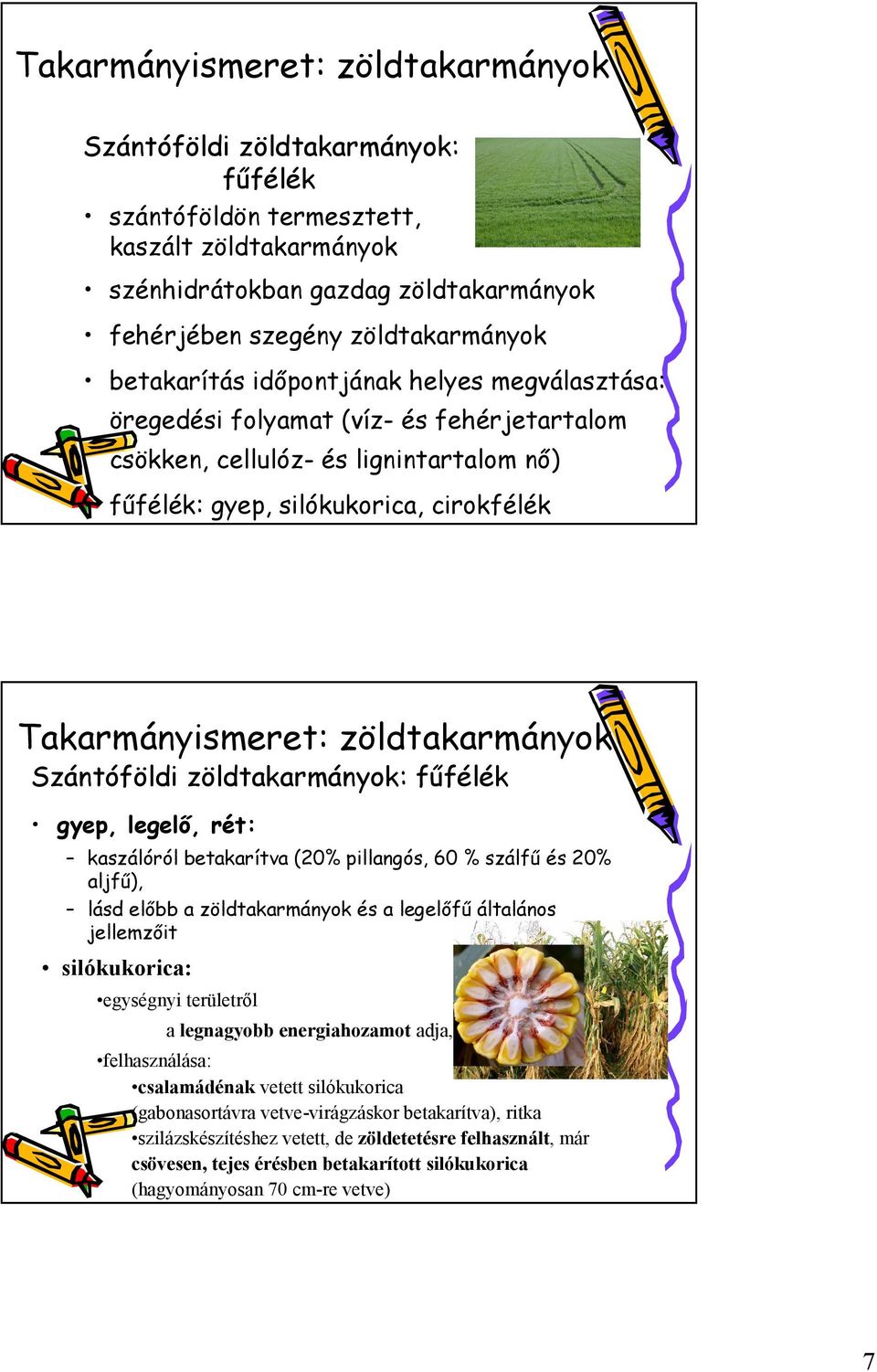 60 % szálfű és 20% aljfű), lásd előbb a zöldtakarmányok és a legelőfű általános jellemzőit silókukorica: egységnyi területről a legnagyobb energiahozamot adja, felhasználása: csalamádénak vetett