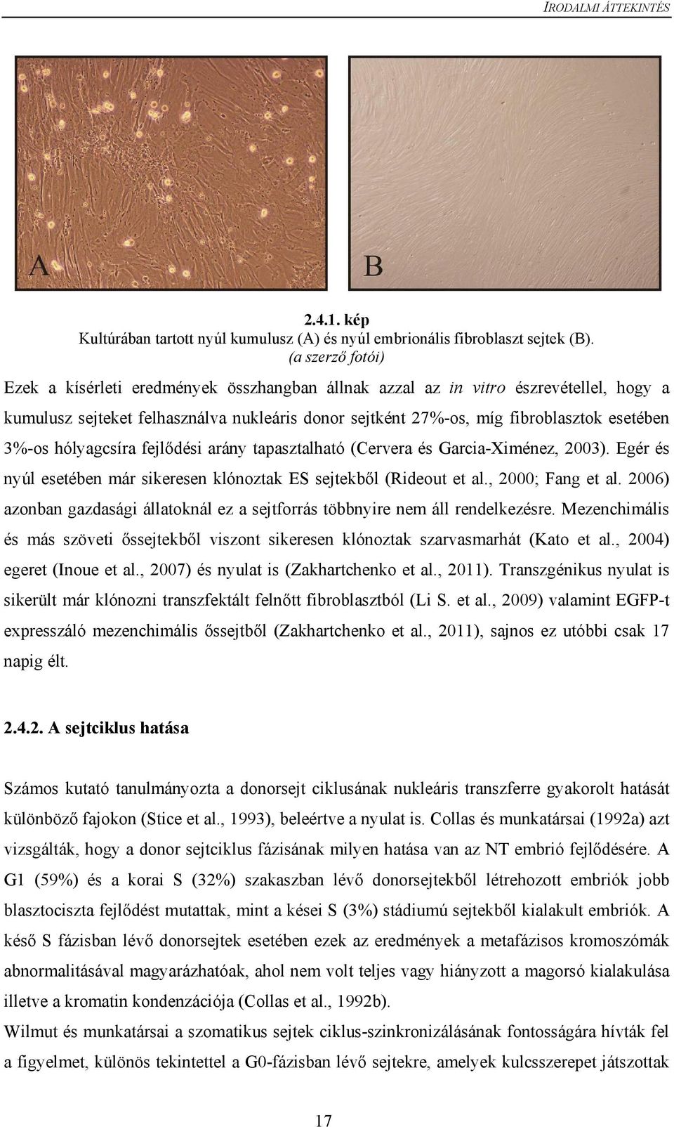 3%-os hólyagcsíra fejlődési arány tapasztalható (Cervera és Garcia-Ximénez, 2003). Egér és nyúl esetében már sikeresen klónoztak ES sejtekből (Rideout et al., 2000; Fang et al.