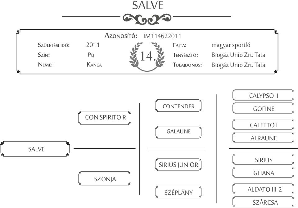 Tata SALVE CON SPIRITO R SZONJA CONTENDER GALAUNE SIRIUS