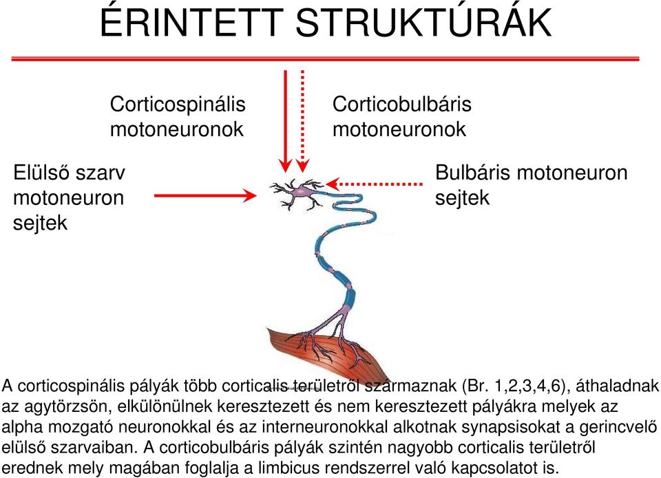 1,2,3,4,6), áthaladnak az agytörzsön, elkülönülnek keresztezett és nem keresztezett pályákra melyek az alpha mozgató neuronokkal és az