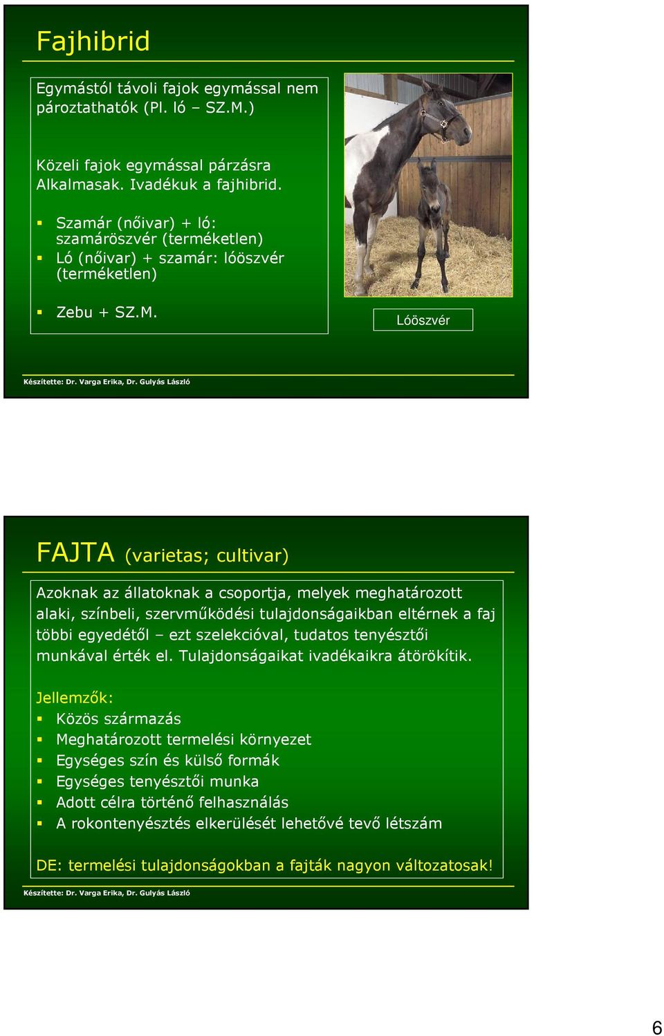 Lóöszvér FAJTA (varietas; cultivar) Azoknak az állatoknak a csoportja, melyek meghatározott alaki, színbeli, szervműködési tulajdonságaikban eltérnek a faj többi egyedétől ezt szelekcióval,